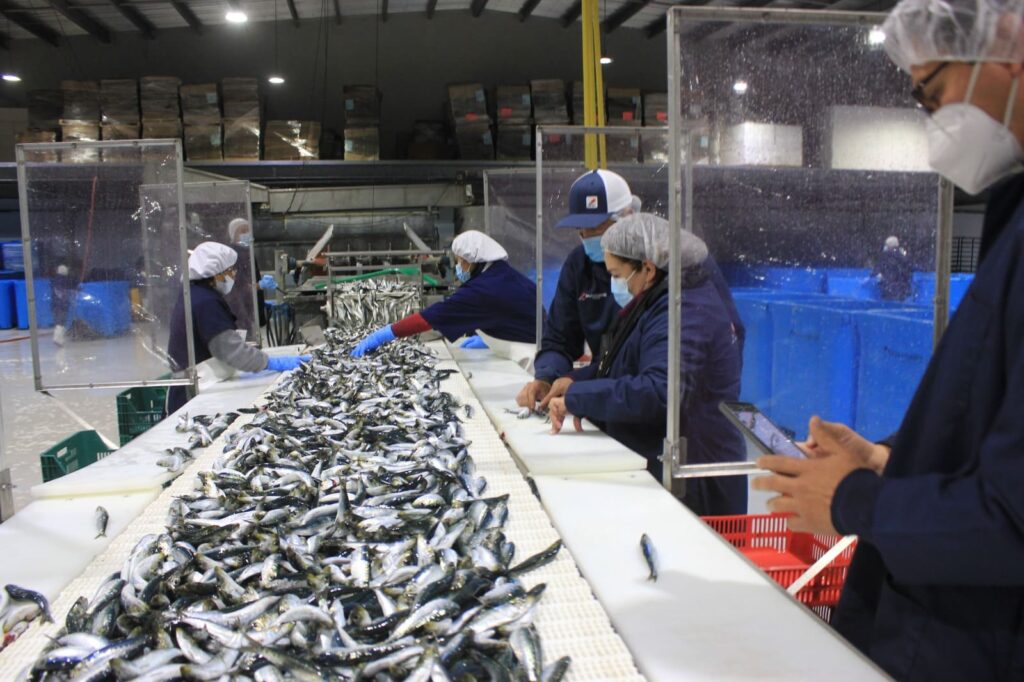 MANTIENE BAJA CALIFORNIA LIDERAZGO EN PLANTAS CERTIFICADAS PARA EXPORTAR PRODUCTOS MARINOS: SEPESCA