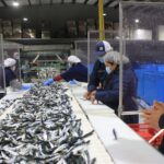 MANTIENE BAJA CALIFORNIA LIDERAZGO EN PLANTAS CERTIFICADAS PARA EXPORTAR PRODUCTOS MARINOS: SEPESCA