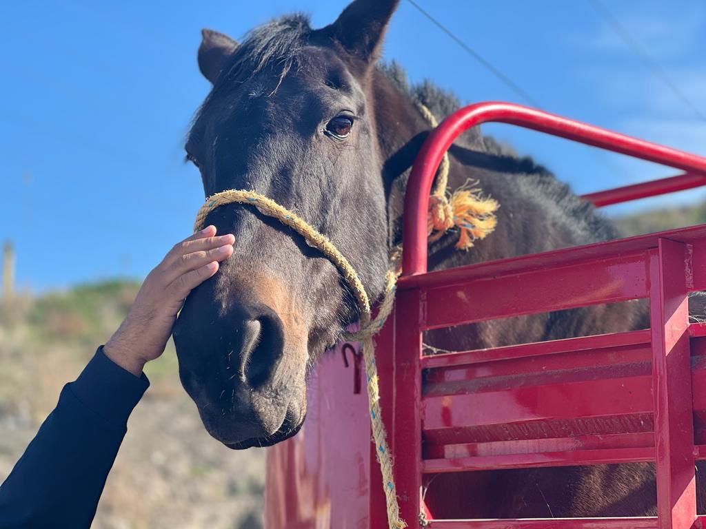 RESCATA SECRETARÍA DE MEDIO AMBIENTE A EQUINO POR MALTRATO ANIMAL