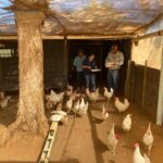 IMPULSA SADERBC EL BUEN MANEJO DE AVES PONEDORAS EN SAN QUINTÍN