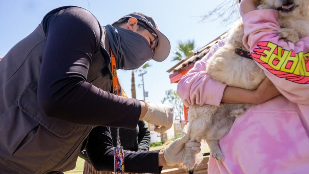 INVITA LA JURISDICCIÓN DE SALUD MEXICALI A PARTICIPAR EN LAS JORNADAS GRATUITAS DE VACUNACIÓN ANTIRRÁBICA CANINA Y FELINA