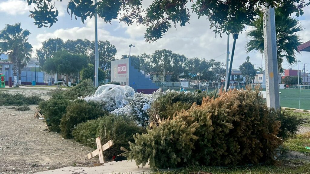 INVITA SMADS A RECICLAR ÁRBOL DE NAVIDAD Y DARLE UNA SEGUNDA VIDA