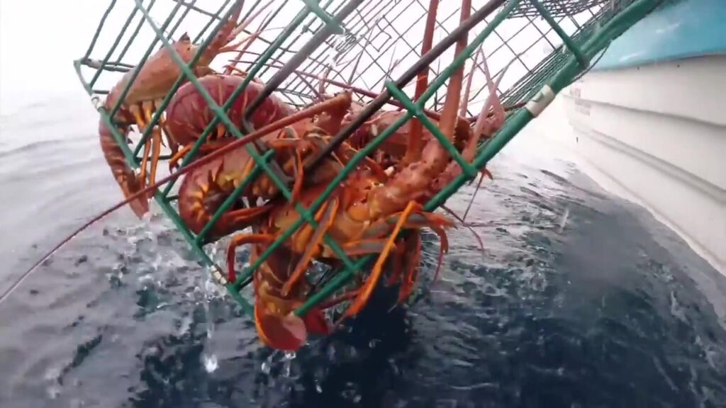 INICIARÁ ESTE 16 DE FEBRERO LA VEDA DE LA LANGOSTA ROJA DEL PACÍFICO: SEPESCA BC