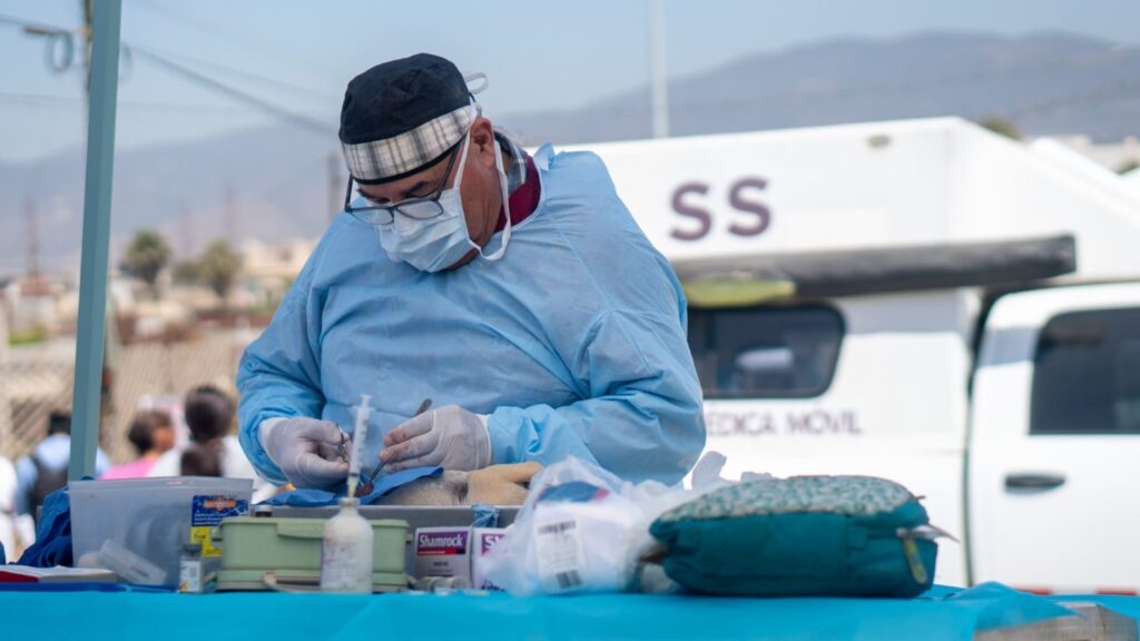 OFRECE SECRETARÍA DE SALUD ESTERILIZACIONES PARA MASCOTAS CANINAS Y FELINAS