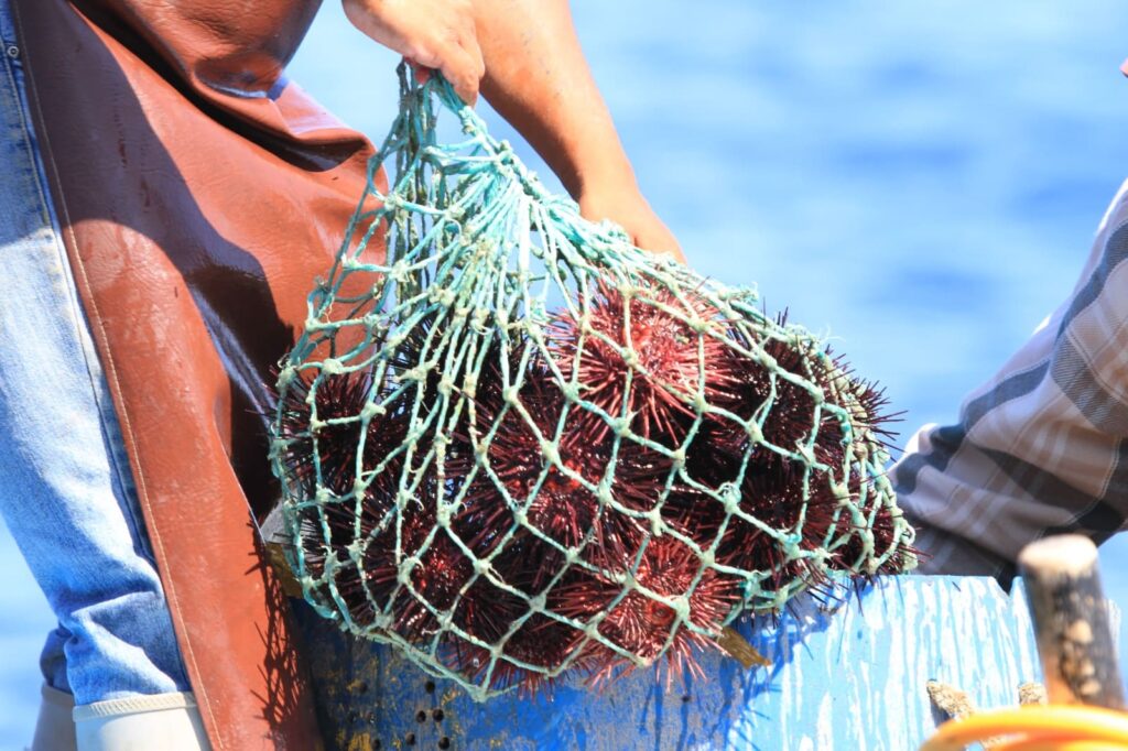 INICIA VEDA DE ERIZO ROJO: SEPESCA BC