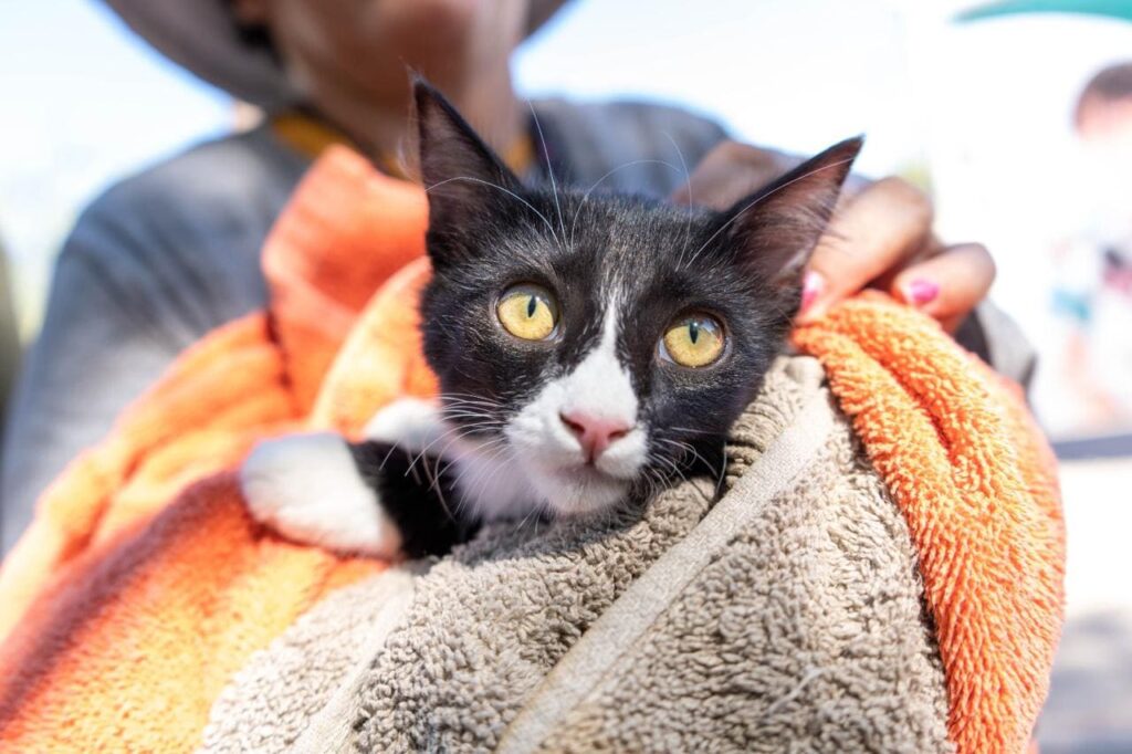 LLAMA SECRETARÍA DE SALUD A PROTEGER A MASCOTAS EN JORNADA NACIONAL DE VACUNACIÓN ANTIRRÁBICA CANINA Y FELINA