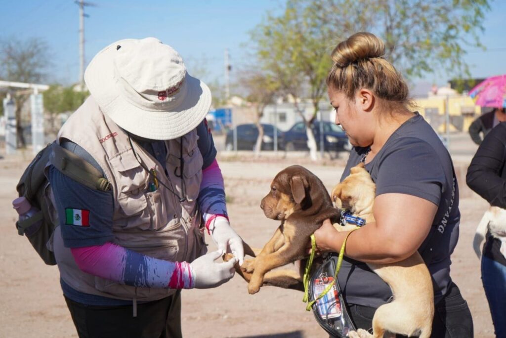 SE FORTALECEN ACCIONES CONTRA LA RICKETTSIA EN BAJA CALIFORNIA CON NUEVOS MÉTODOS DE PREVENCIÓN