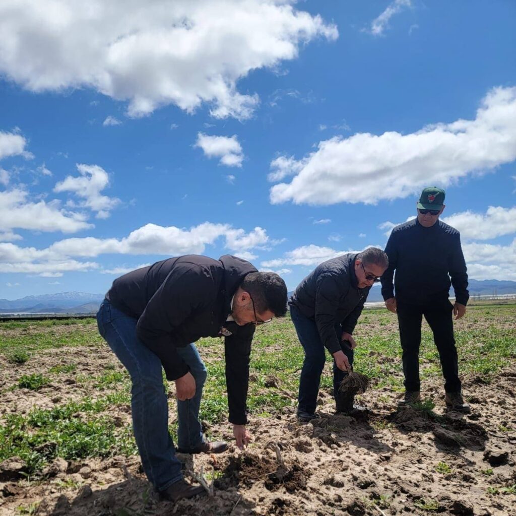 FORTALECE SADERBC LABORES SANITARIAS EN CULTIVO DE CHILE EN VALLE DE LA TRINIDAD