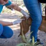 LLAMA SECRETARÍA DE SALUD A CUIDAR LA HIGIENE Y EL CONTROL VETERINARIO EN MASCOTAS