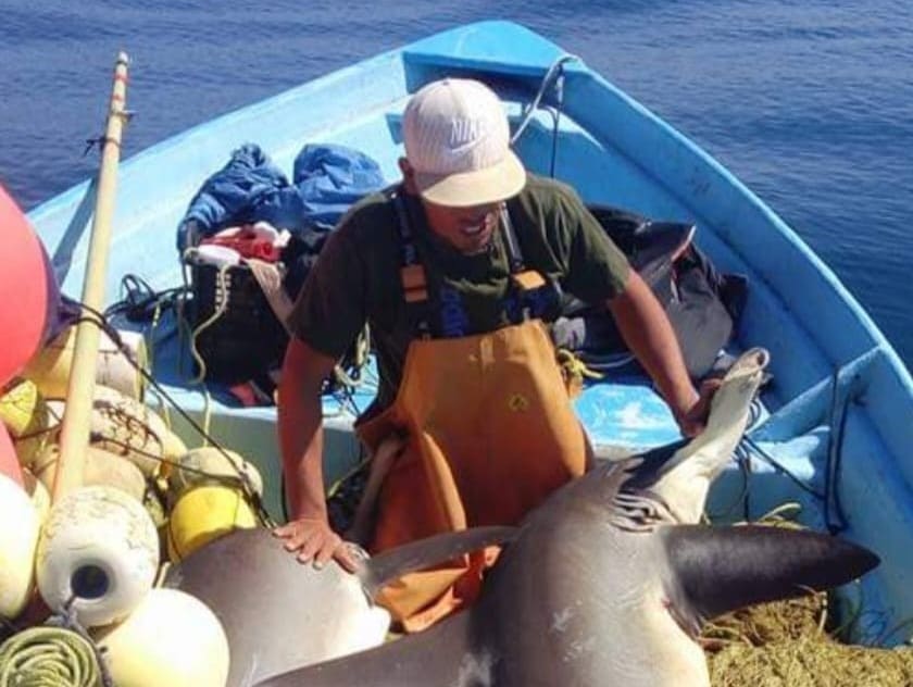 INICIÓ LA VEDA DE TIBURONES Y RAYAS: SEPESCA BC