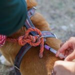 INVITA JURISDICCIÓN DE SERVICIOS DE SALUD A PARTICIPAR EN JORNADA DE VACUNACIÓN ANTIRRÁBICA CASA POR CASA EN MEXICALI