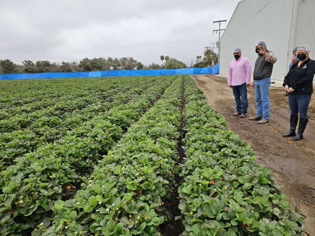 IMPULSA SADERBC CULTIVO DE LA FRESA DE LA ZONA COSTA