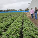 IMPULSA SADERBC CULTIVO DE LA FRESA DE LA ZONA COSTA