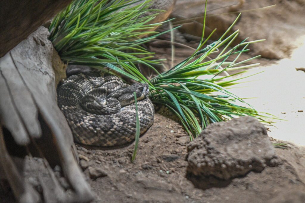 INVITA ISSSTECALI A PREVENIR LA PROLIFERACIÓN DE FAUNA NOCIVA EN TEMPORADA DE VERANO